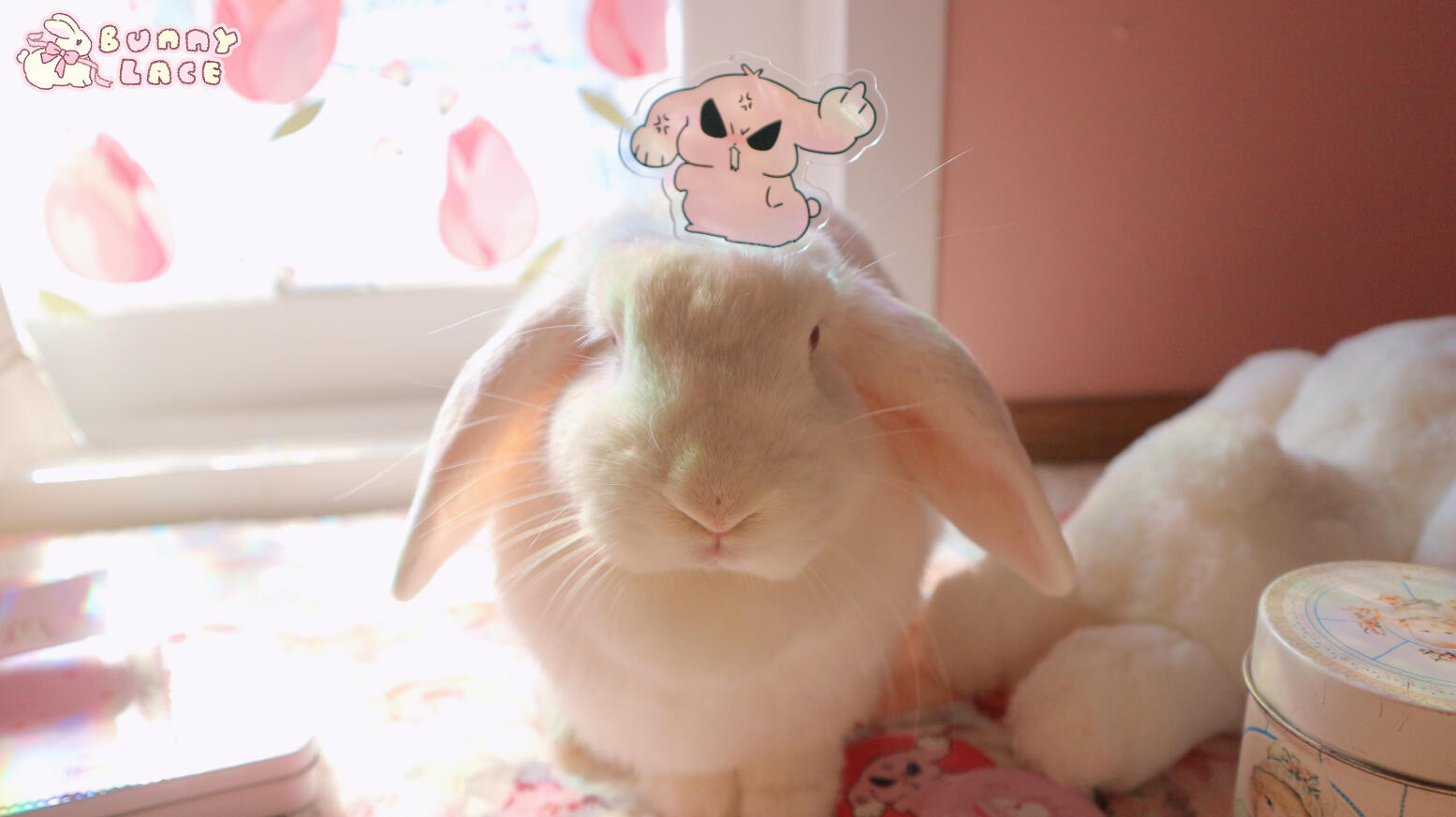 ♥ ♥